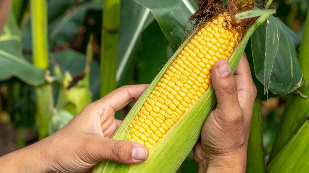 Sistema para la fertilización inteligente de los cultivos de maíz